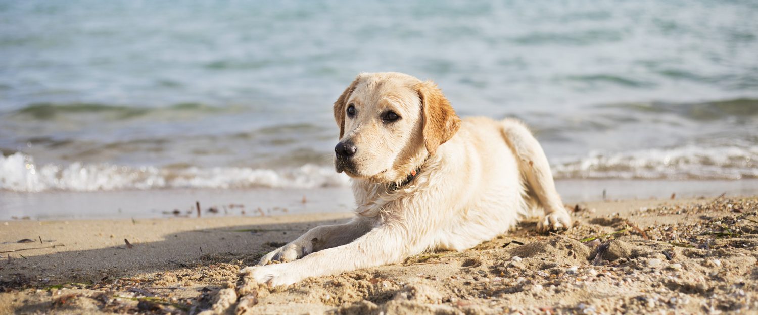 Best Canine Sunblock